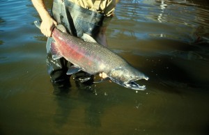 Chinook_salmon_fish