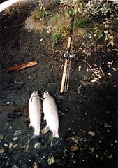 Silver_salmon_or_coho_salmon_catch
