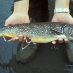 Lake_trout