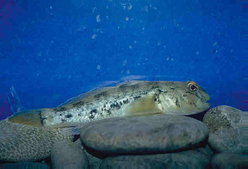 Color photo of Round Goby on rocky bottom. D. Jude, Univ. of Mich., 1998.