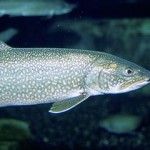 Lake_trout_fish_underwater_close_up_head
