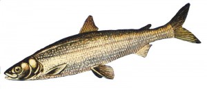 Cisco (or lake herring). Coregonus artedii.
