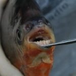red-bellied-pacu-small_original
